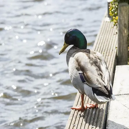 Endearing At The Loosdrechtse Plassen Villa *